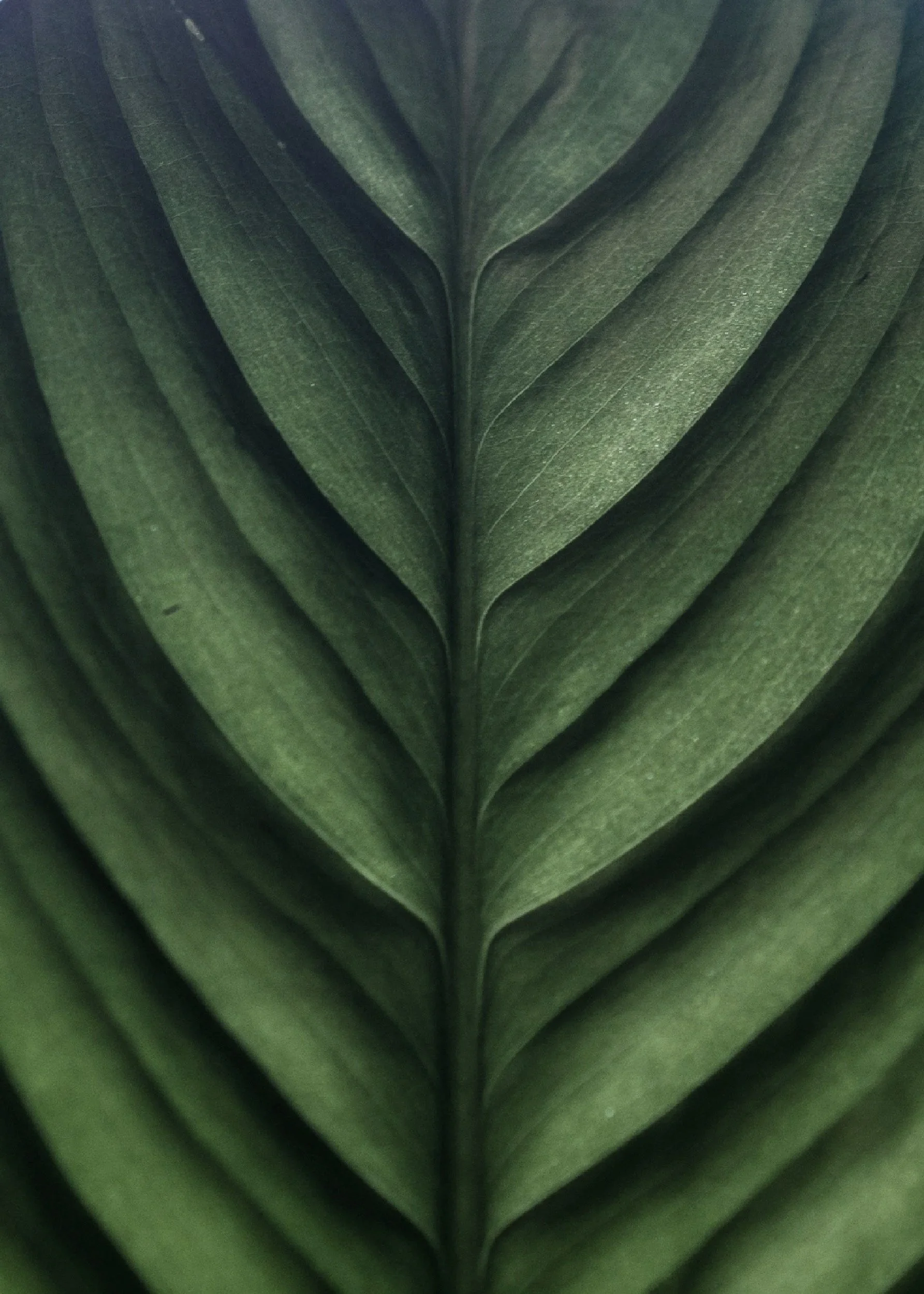 Close-up of green palm leaves layered in a symmetrical pattern.