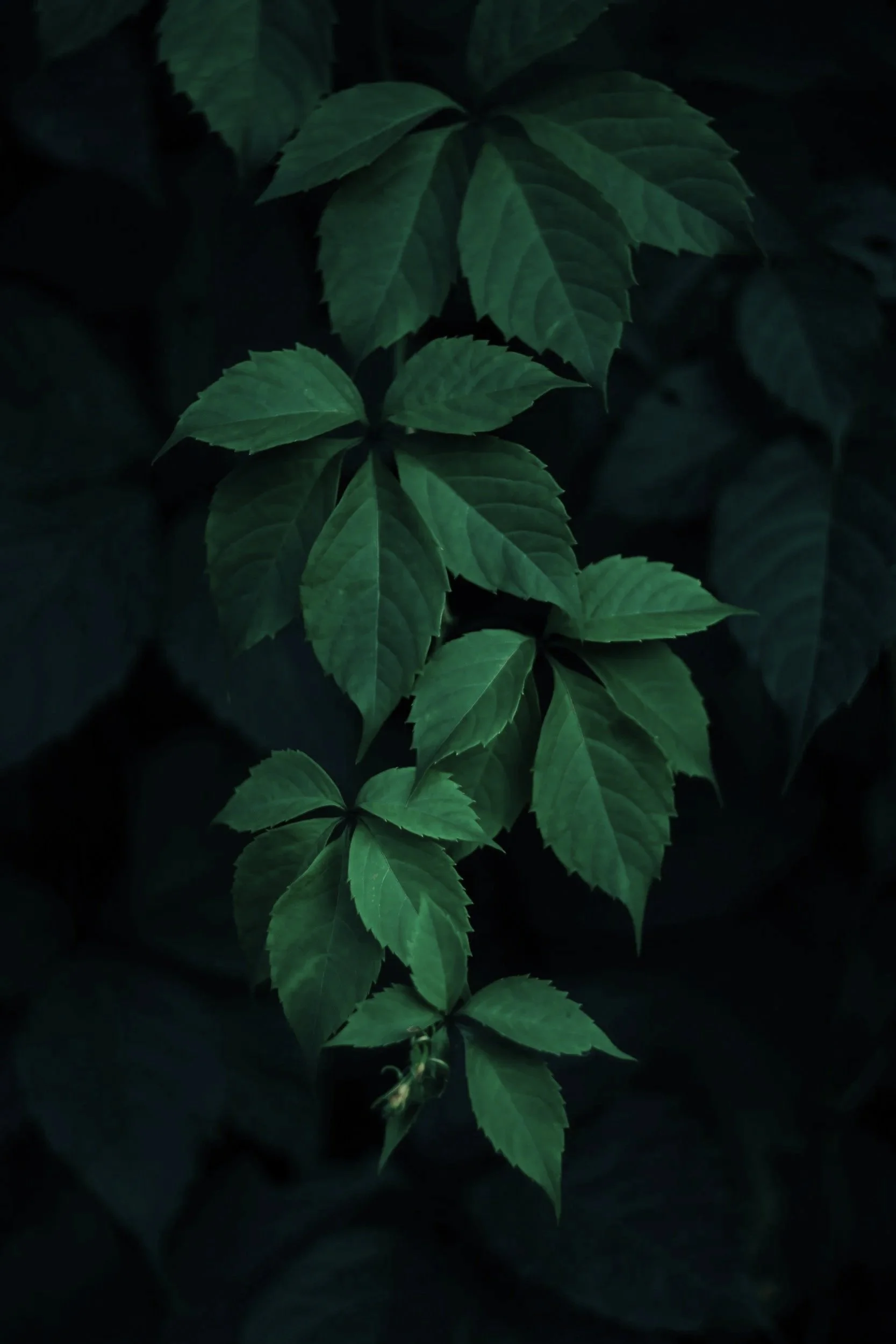Close-up of green leaves on a dark background.