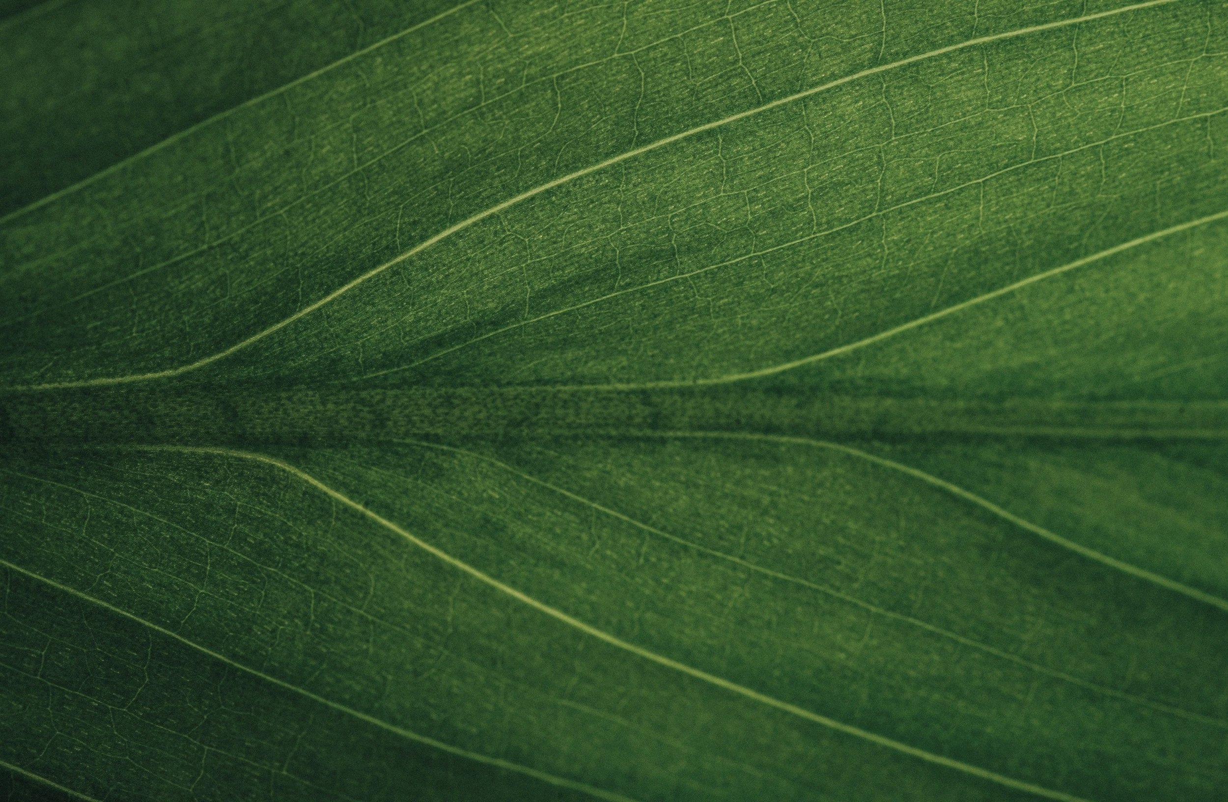 Close-up of a green leaf showing its detailed vein structure.