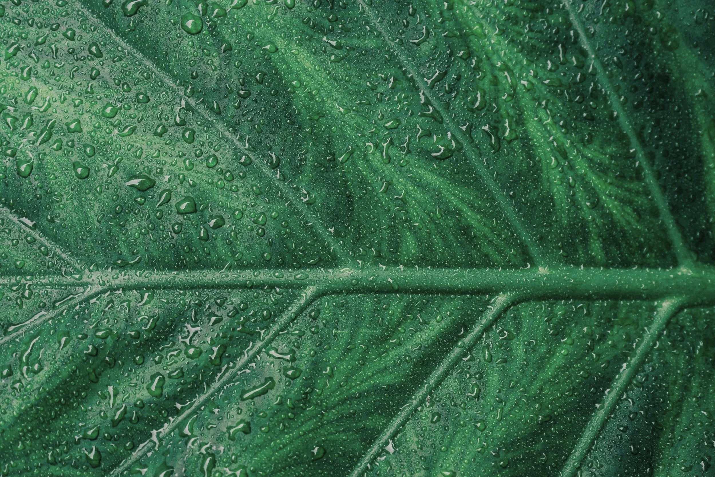 Close-up of a green leaf covered in water droplets.