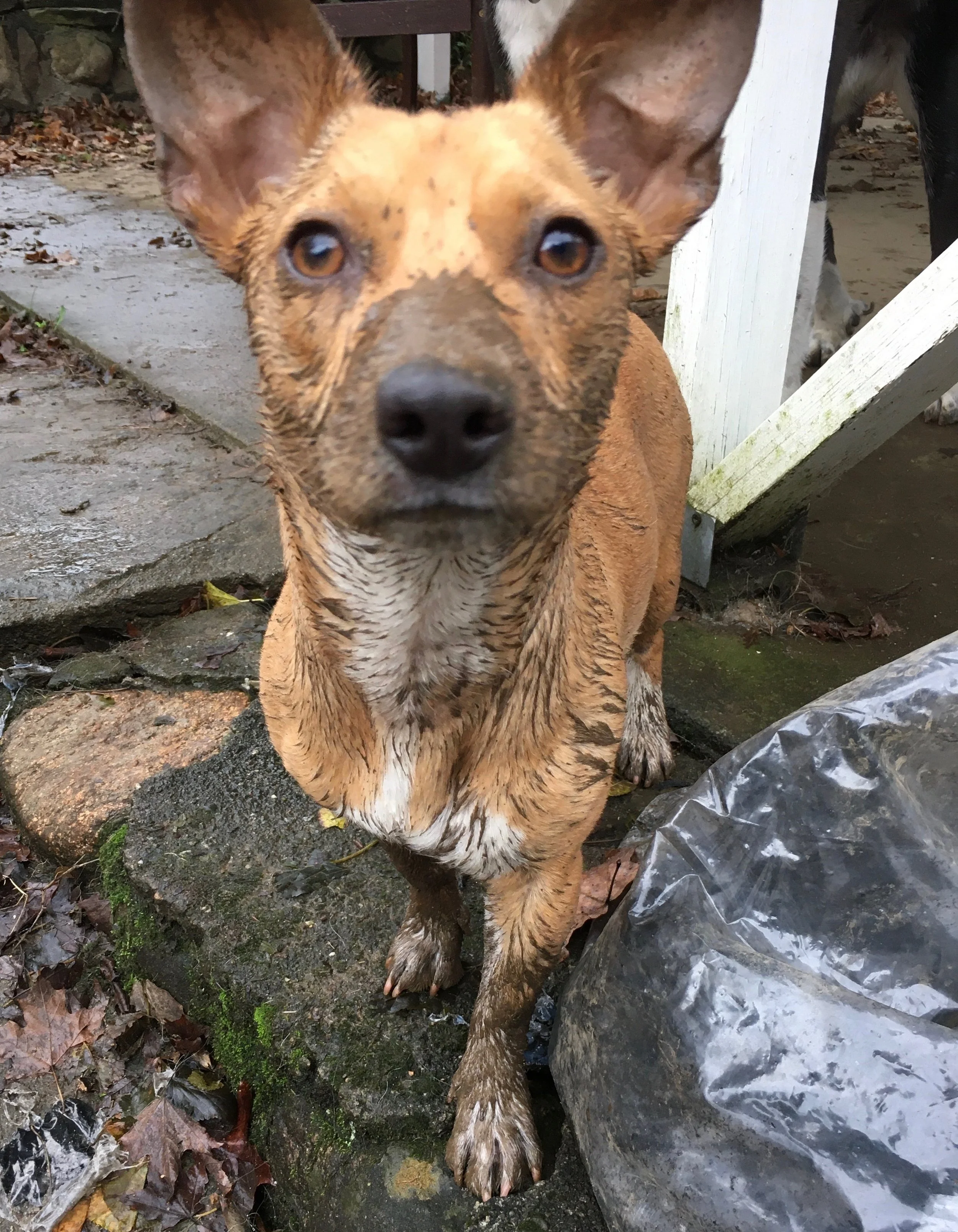Wet dog with brown, white, and black fur standing outdoors on a stone surface surrounded by dried leaves and a black plastic bag, with a white wooden structure in the background.