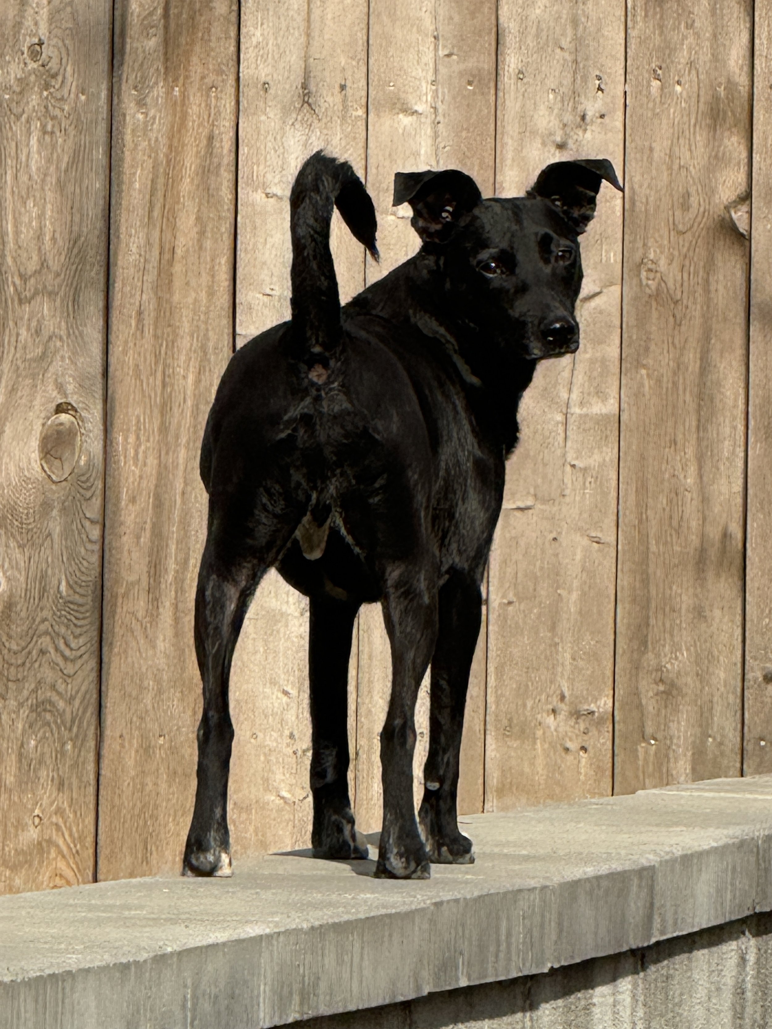 A black and brown dog with a speckled pattern on its legs, sitting on a concrete ledge in front of a wooden fence.
