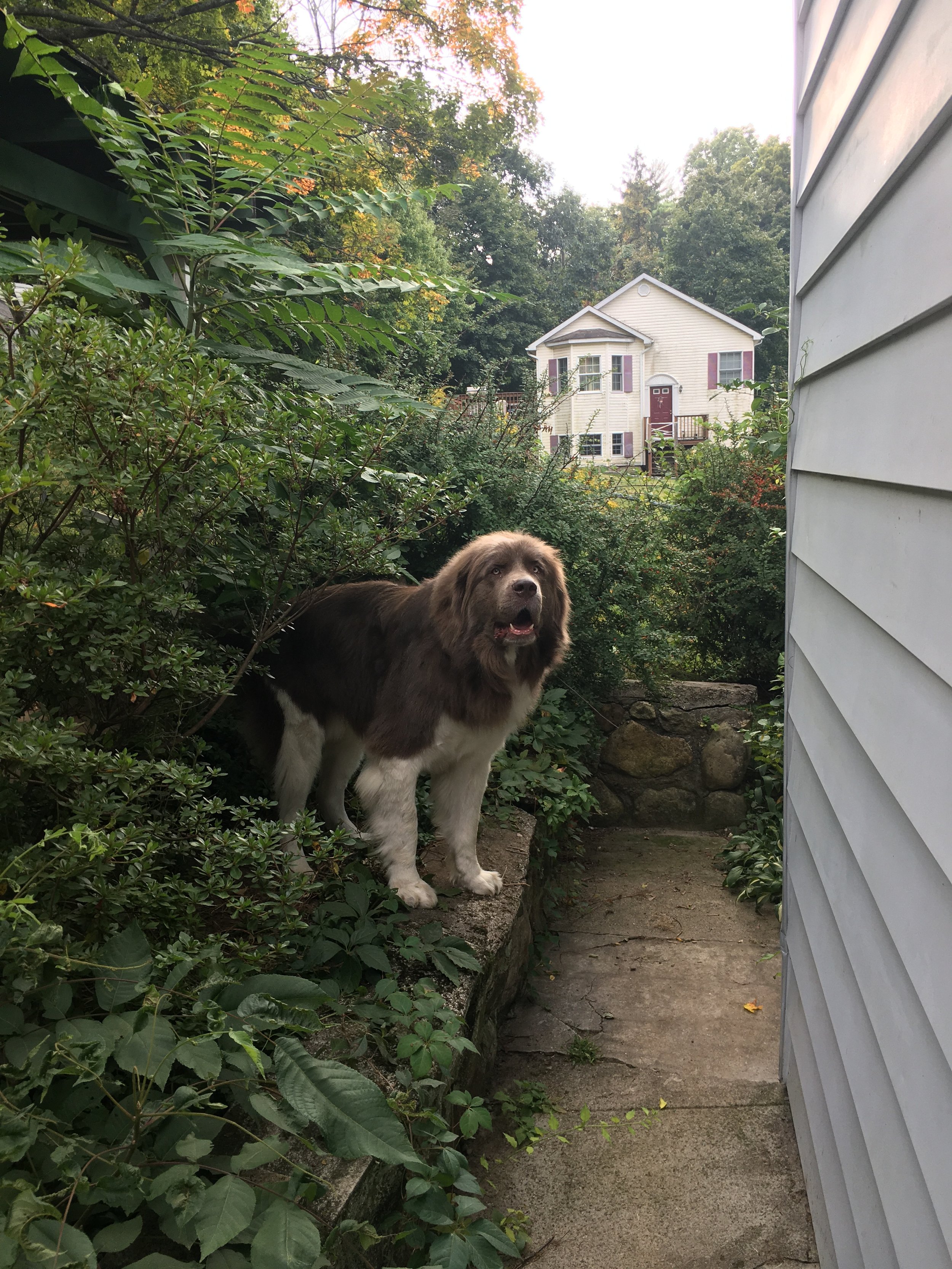 A brown and white dog standing on a stone pathway beside a white house with green bushes and trees in the background.
