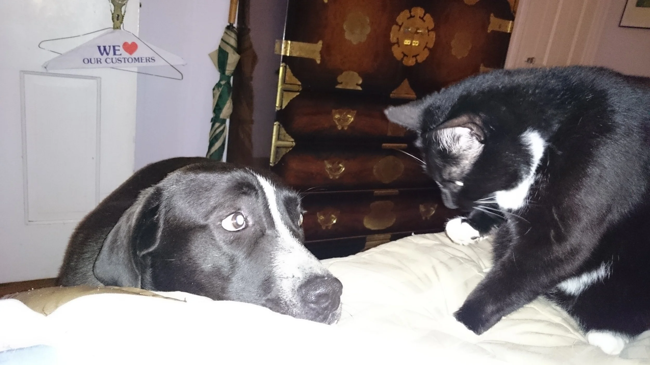 A black and white dog lying down and a black and white cat sitting and looking at each other on a bed or blanket, with a wooden piece of furniture and a wall with a coat hanger in the background.