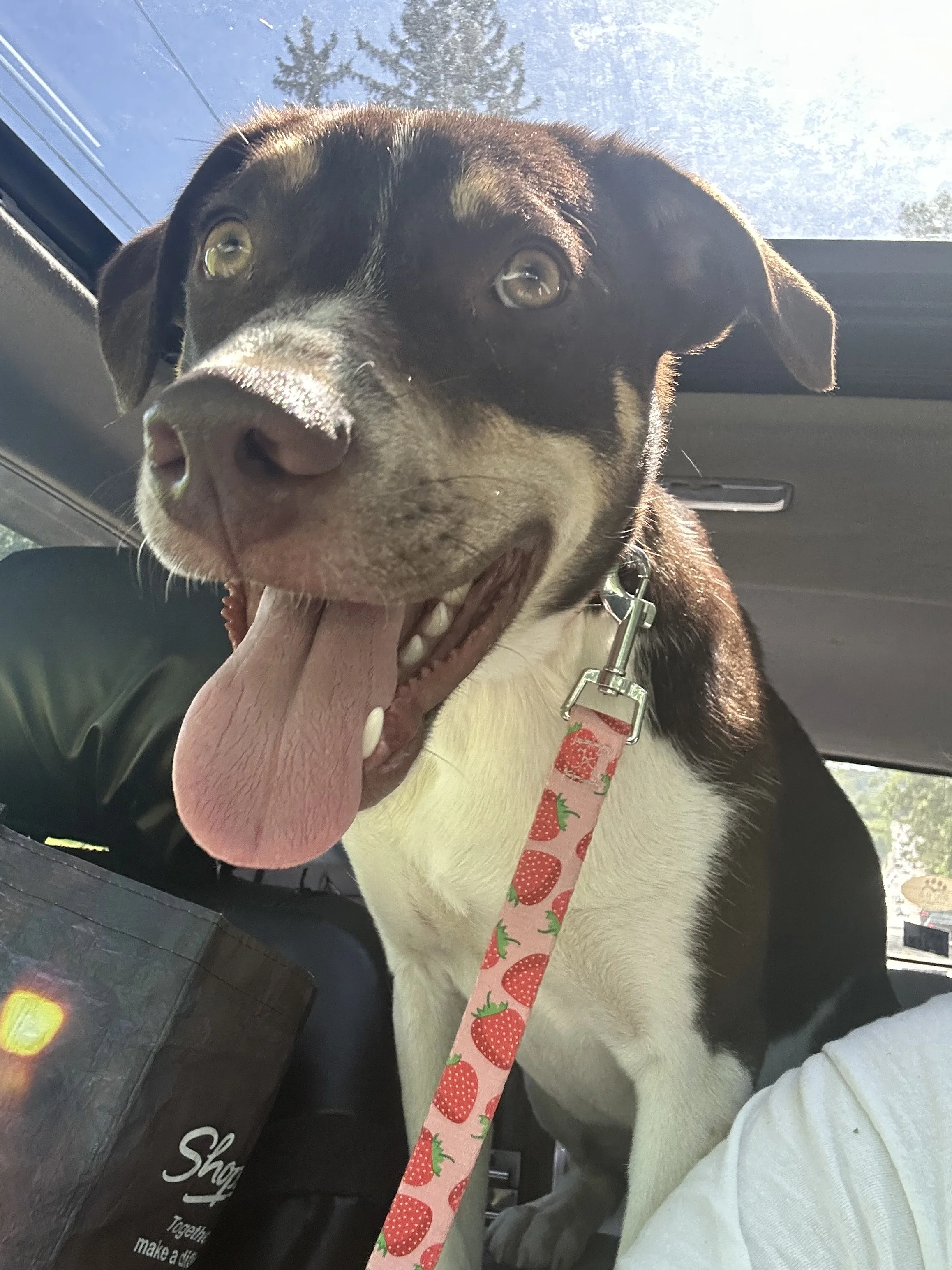 Close-up of a black and white dog with a pink bandana with strawberries, sitting inside a car with its tongue out, and a person in a white shirt is partially visible.