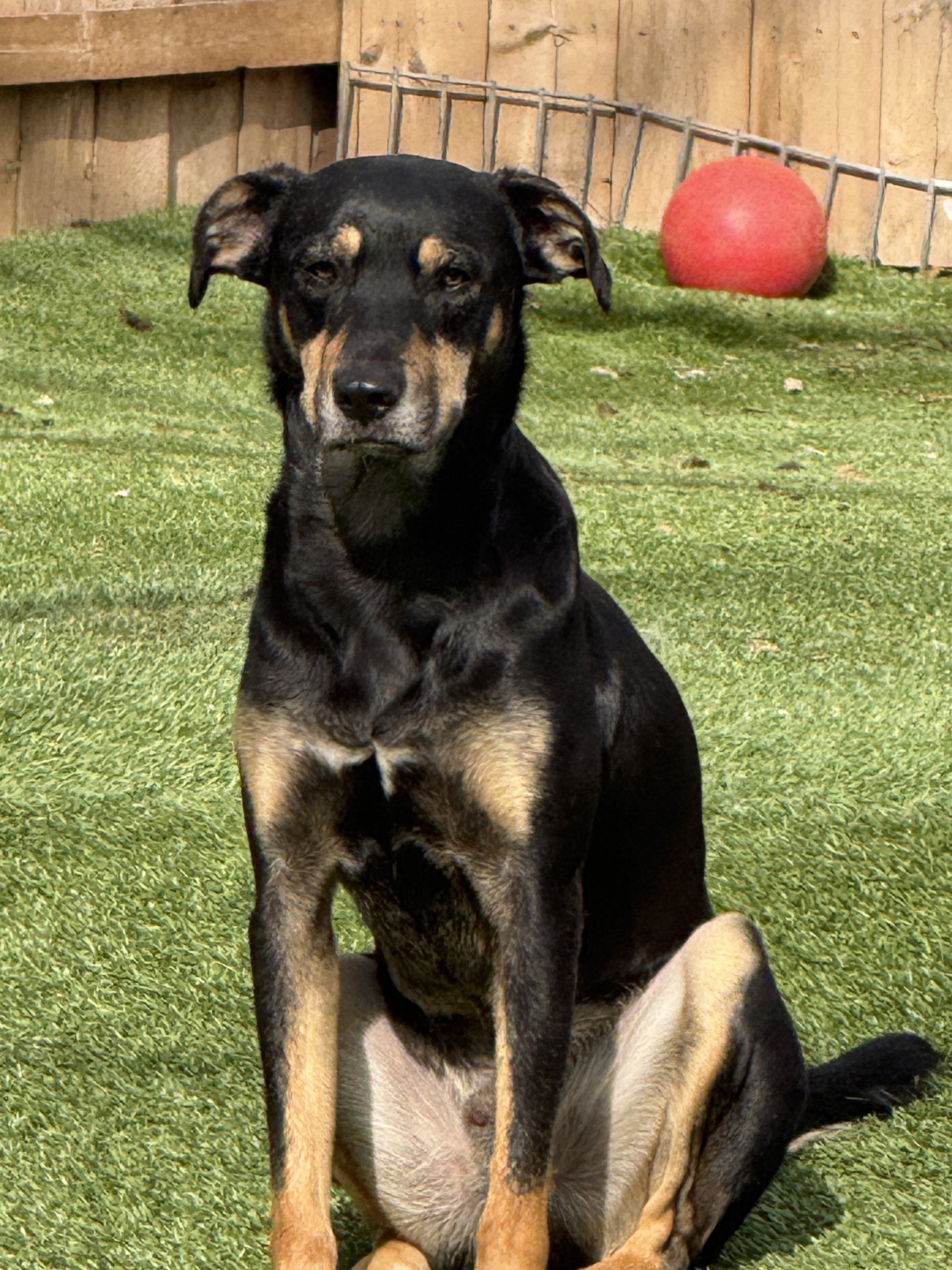 A black and tan dog sitting on green grass, in front of a wooden and wire fence, with a red ball in the background.