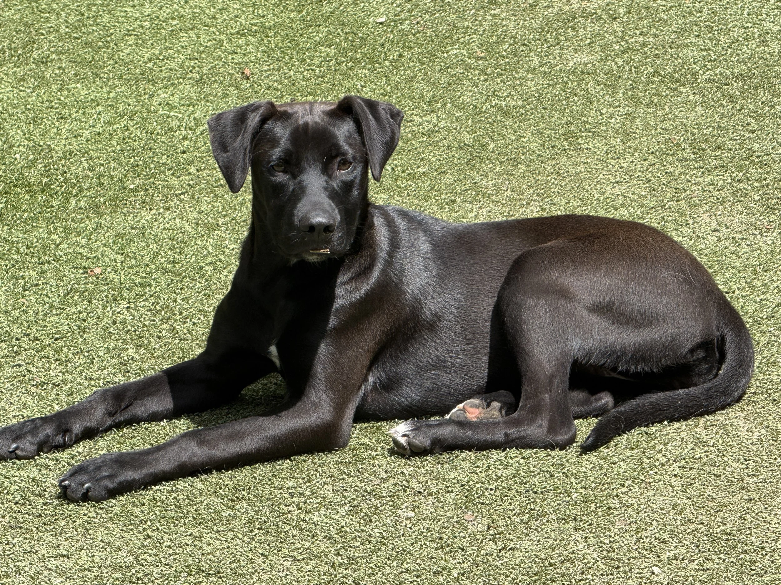 A black dog with short fur lying on green grass and looking at the camera.