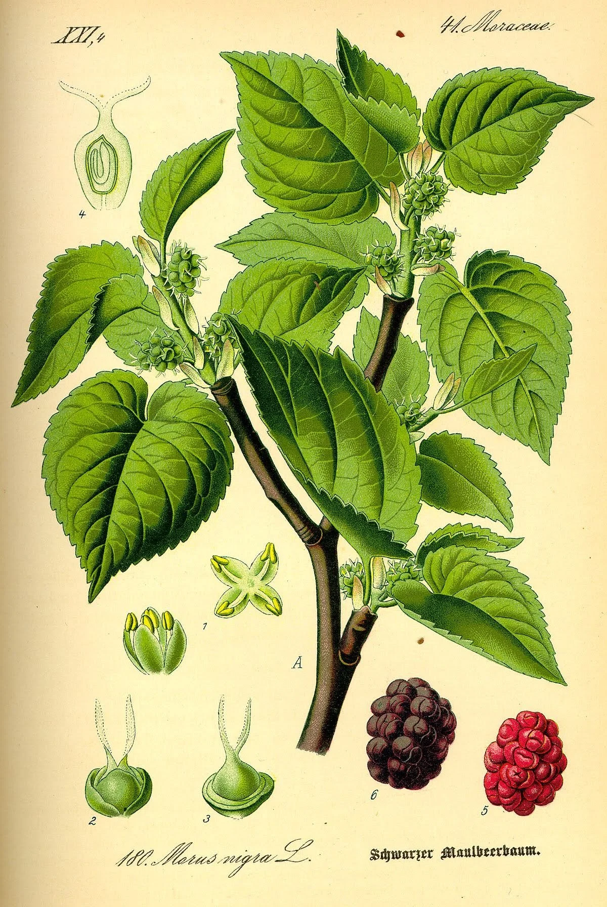 Illustration_Morus_nigra0.jpg