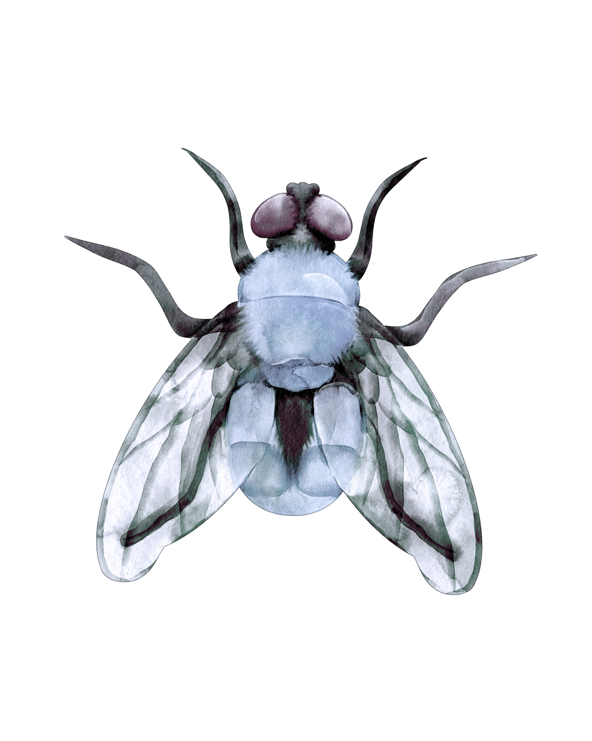 Watercolor illustration of a housefly with detailed wings, body, and compound eyes