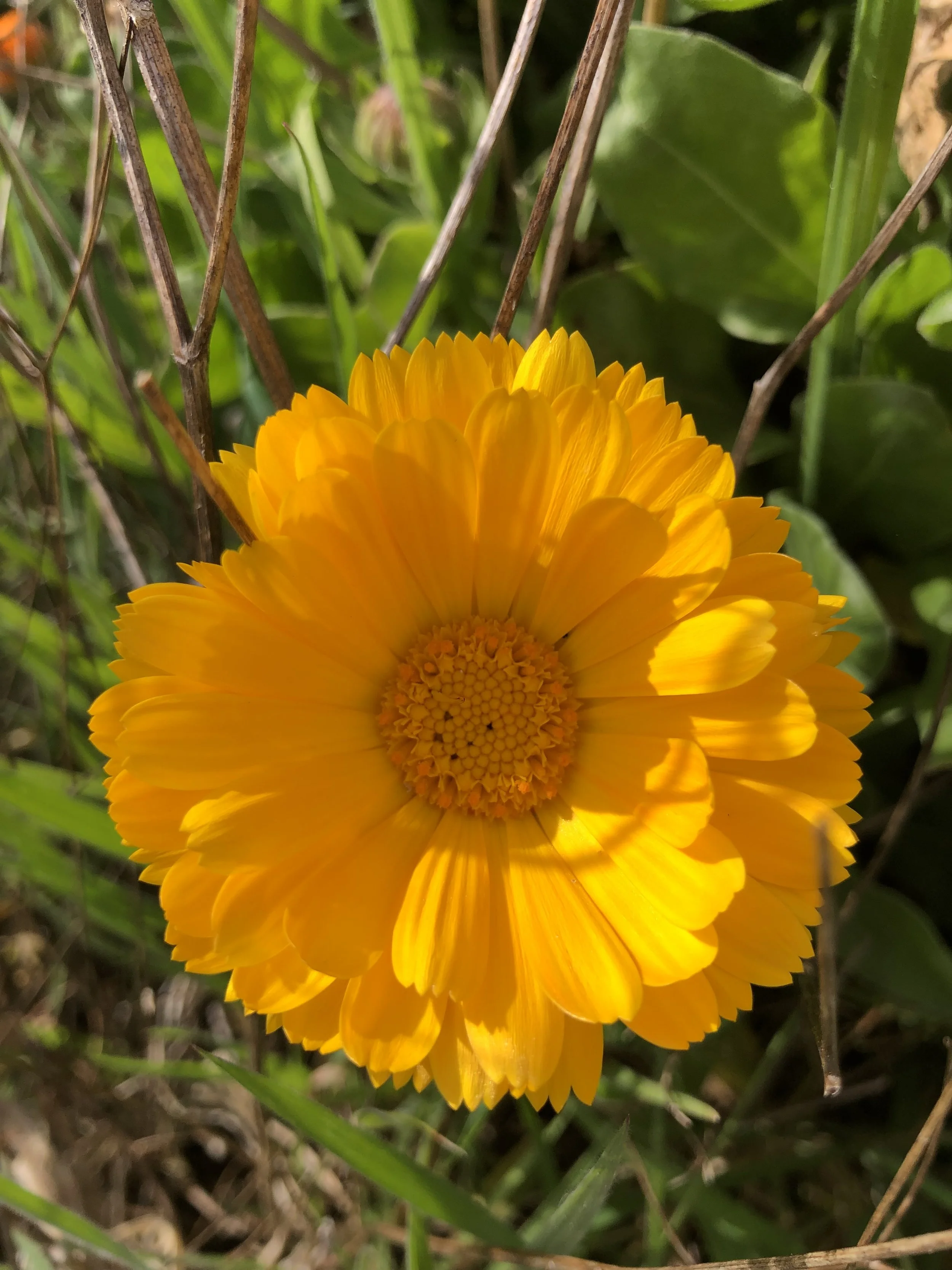 IMG_0570.jpeg