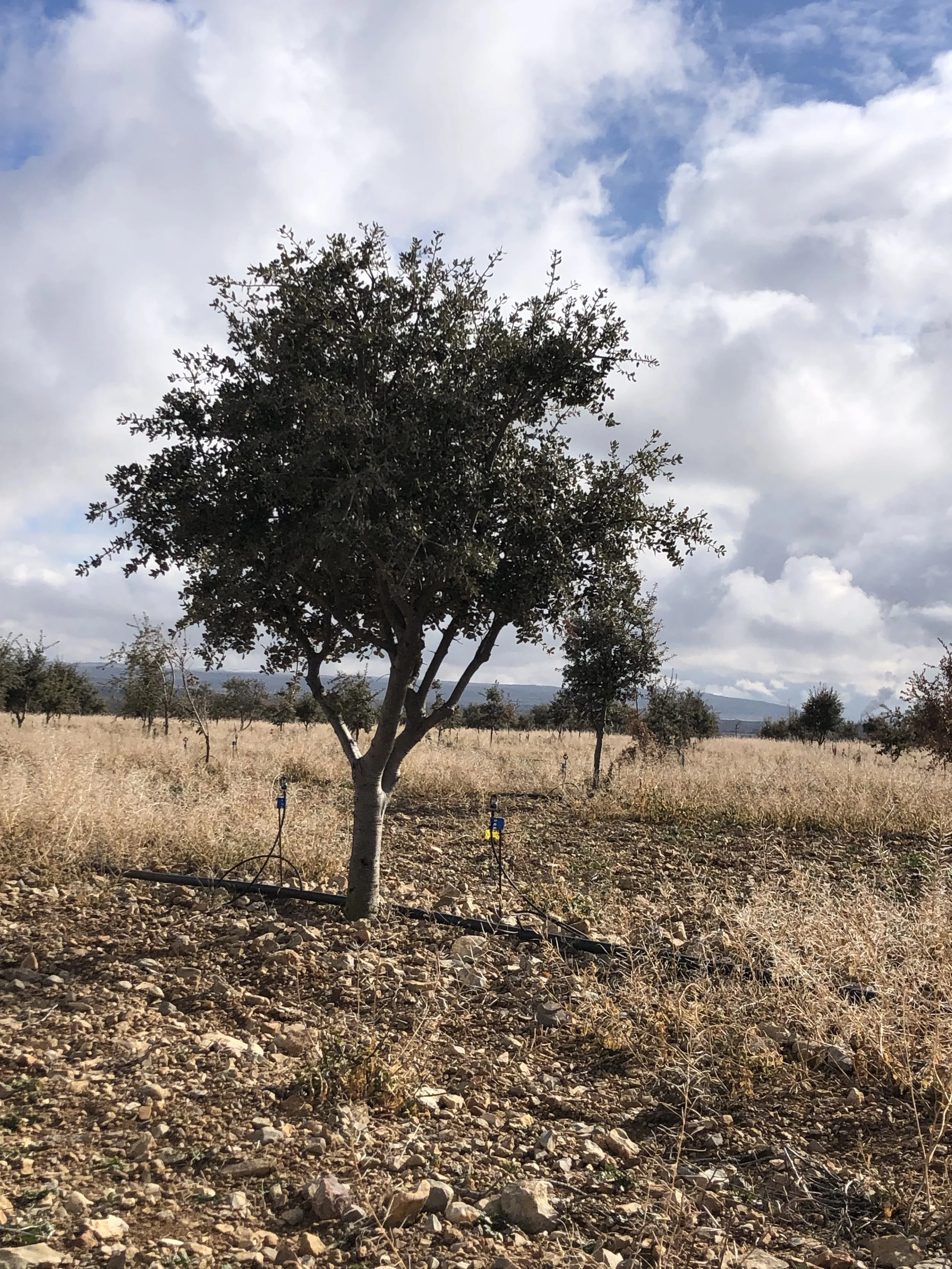 Truffle seedling establishment