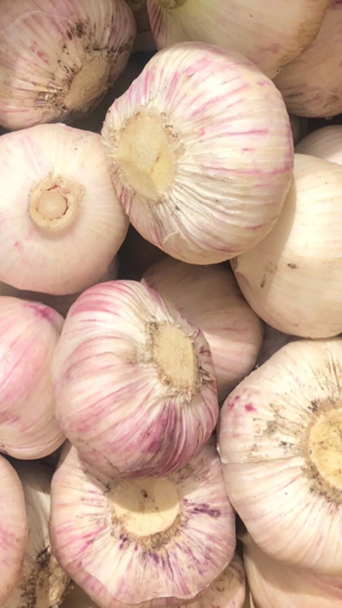 Garlic salt