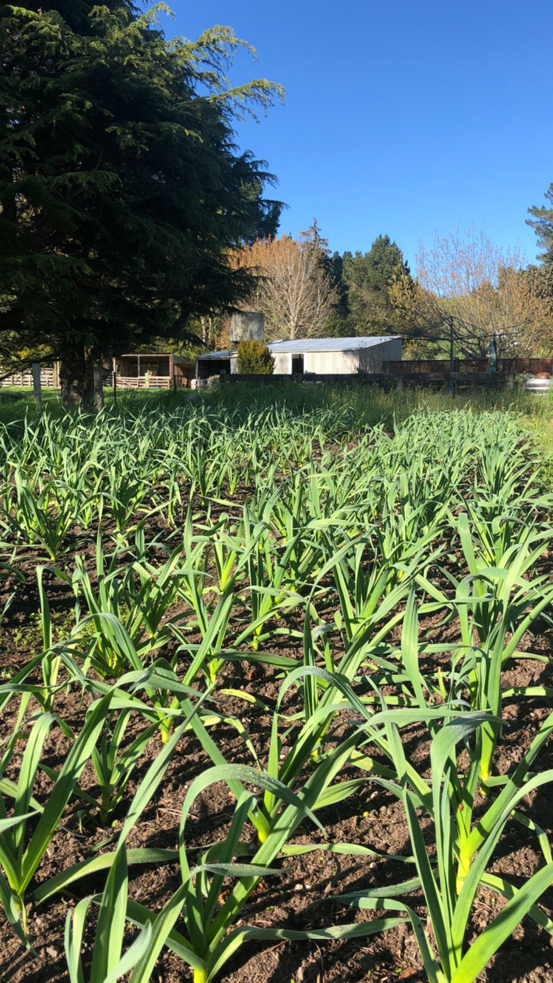Garlic market garden