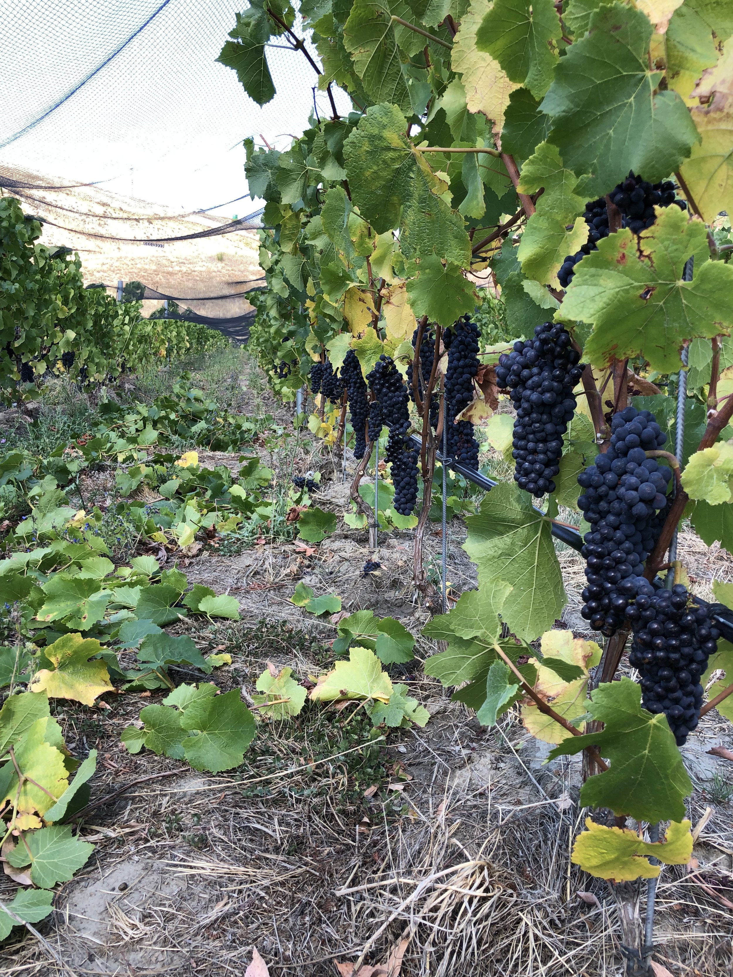 Pinot Noir