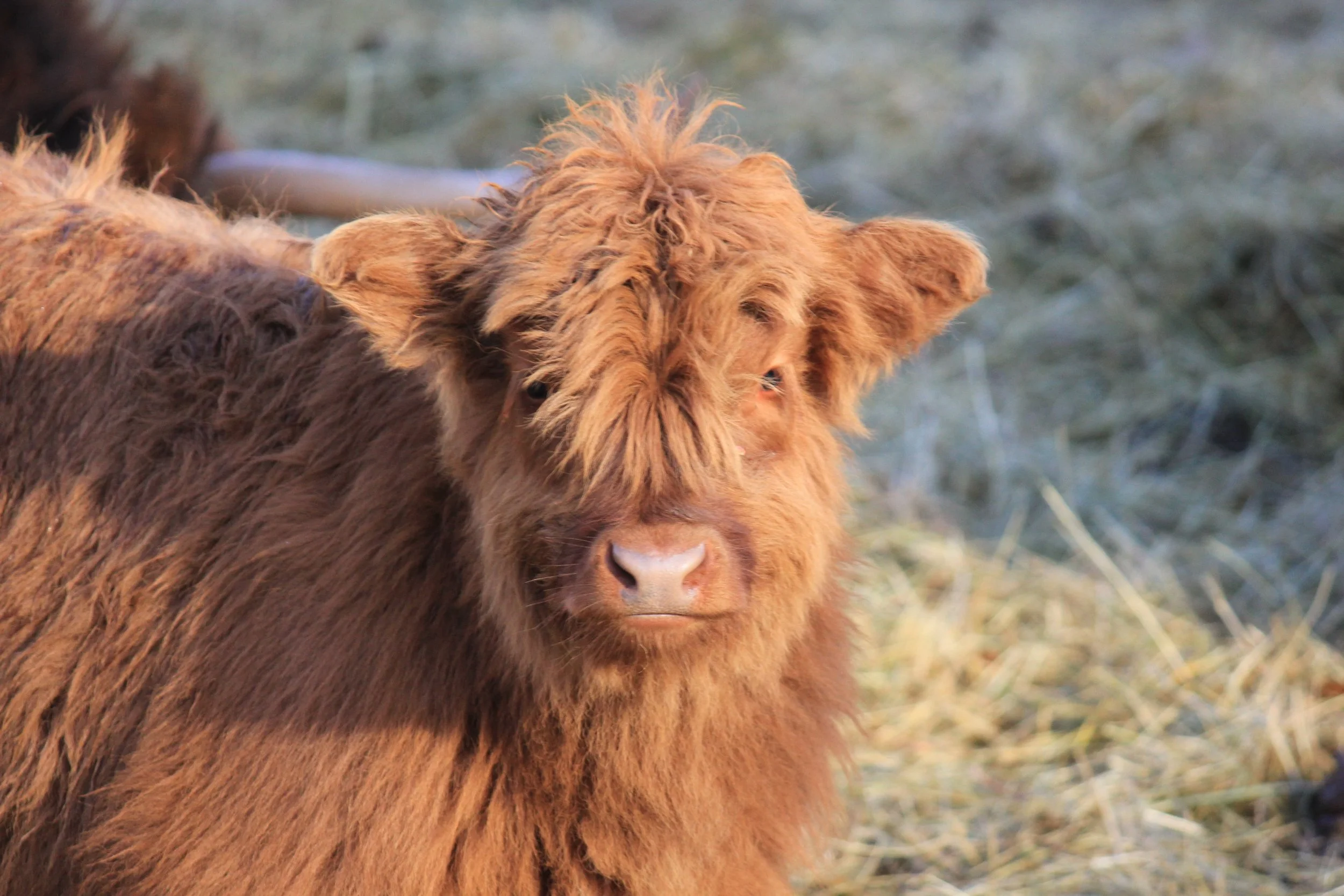 Highland husbandry