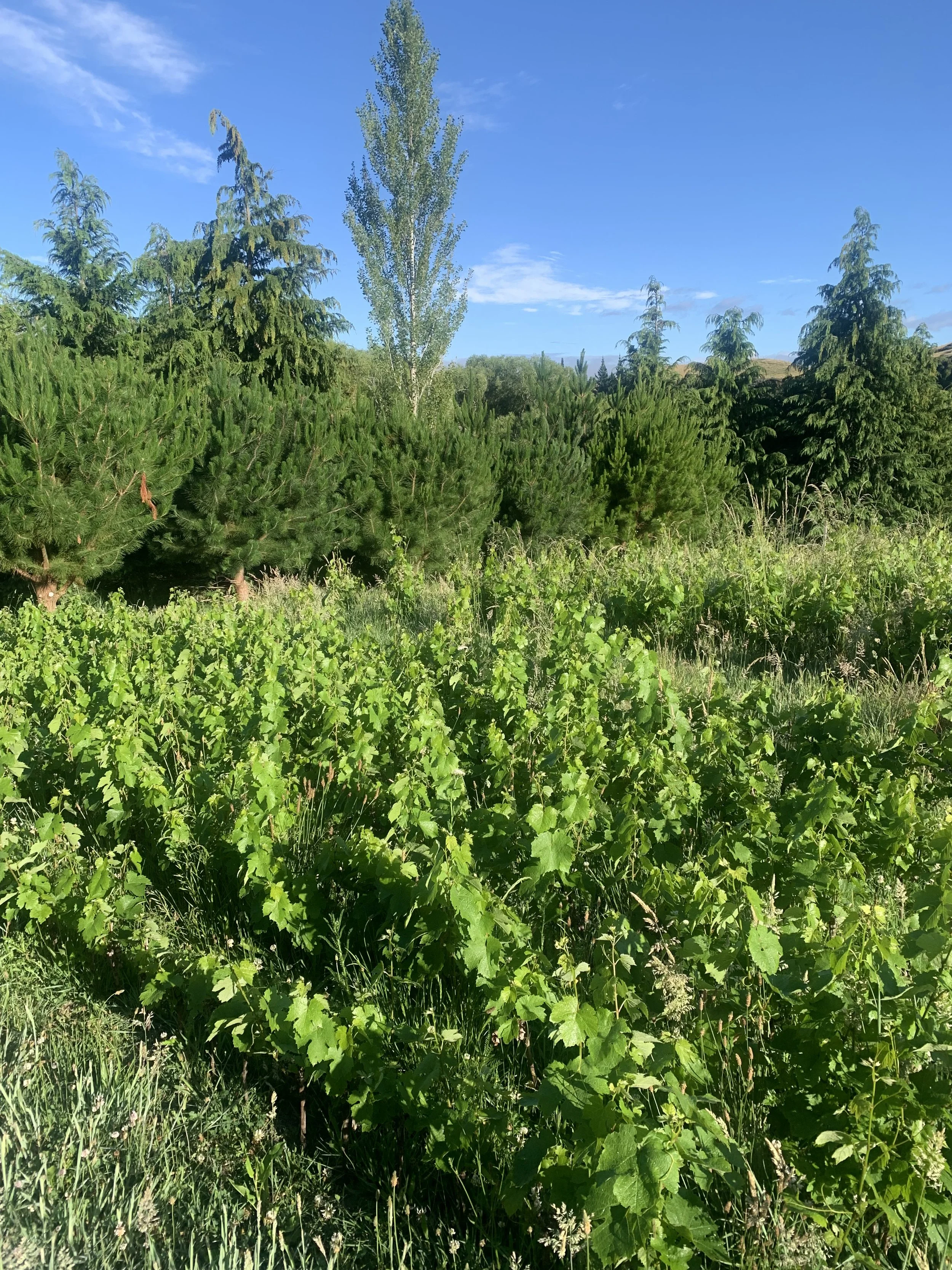 Replacement vine nursery
