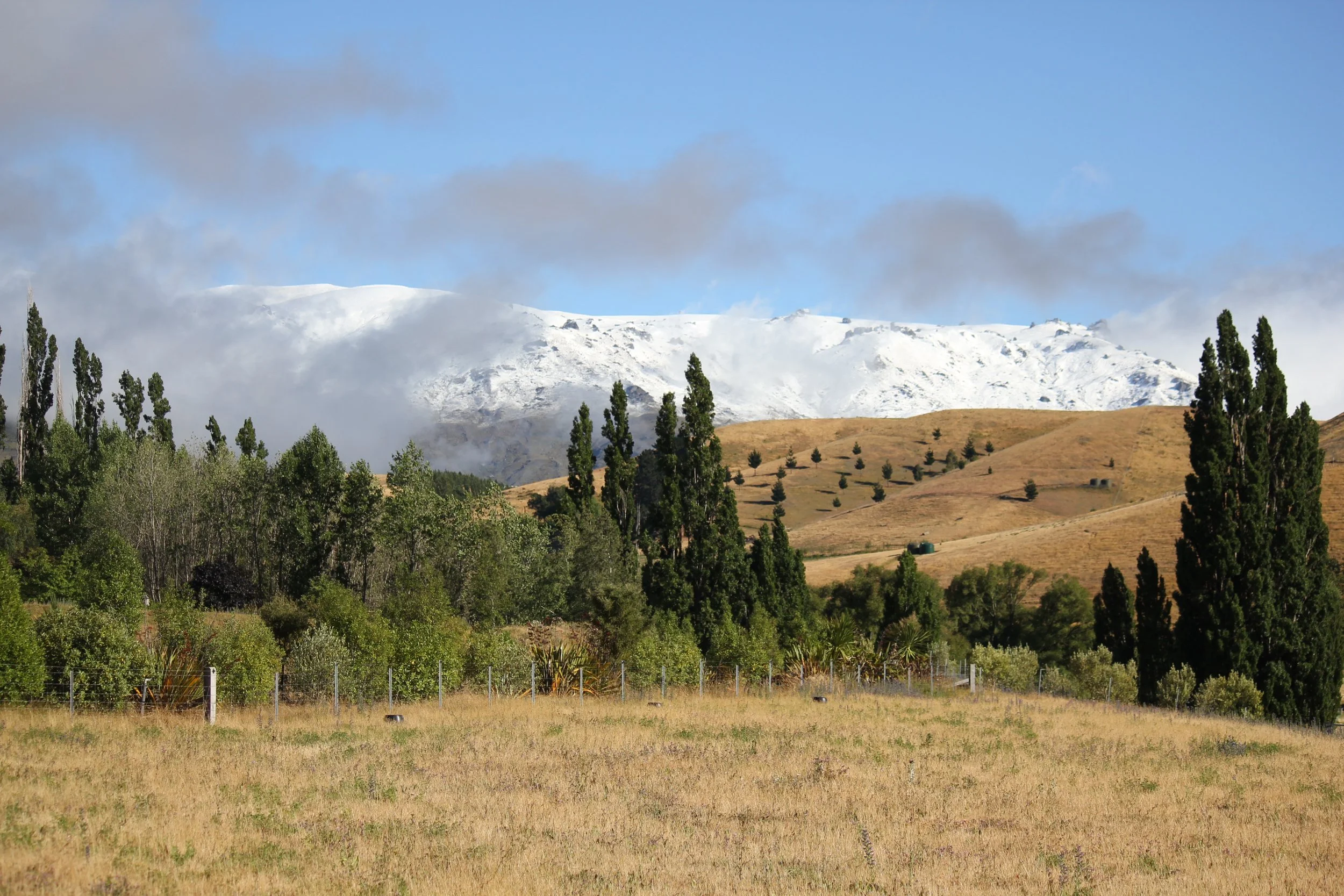 Native shelter / bio security plantings