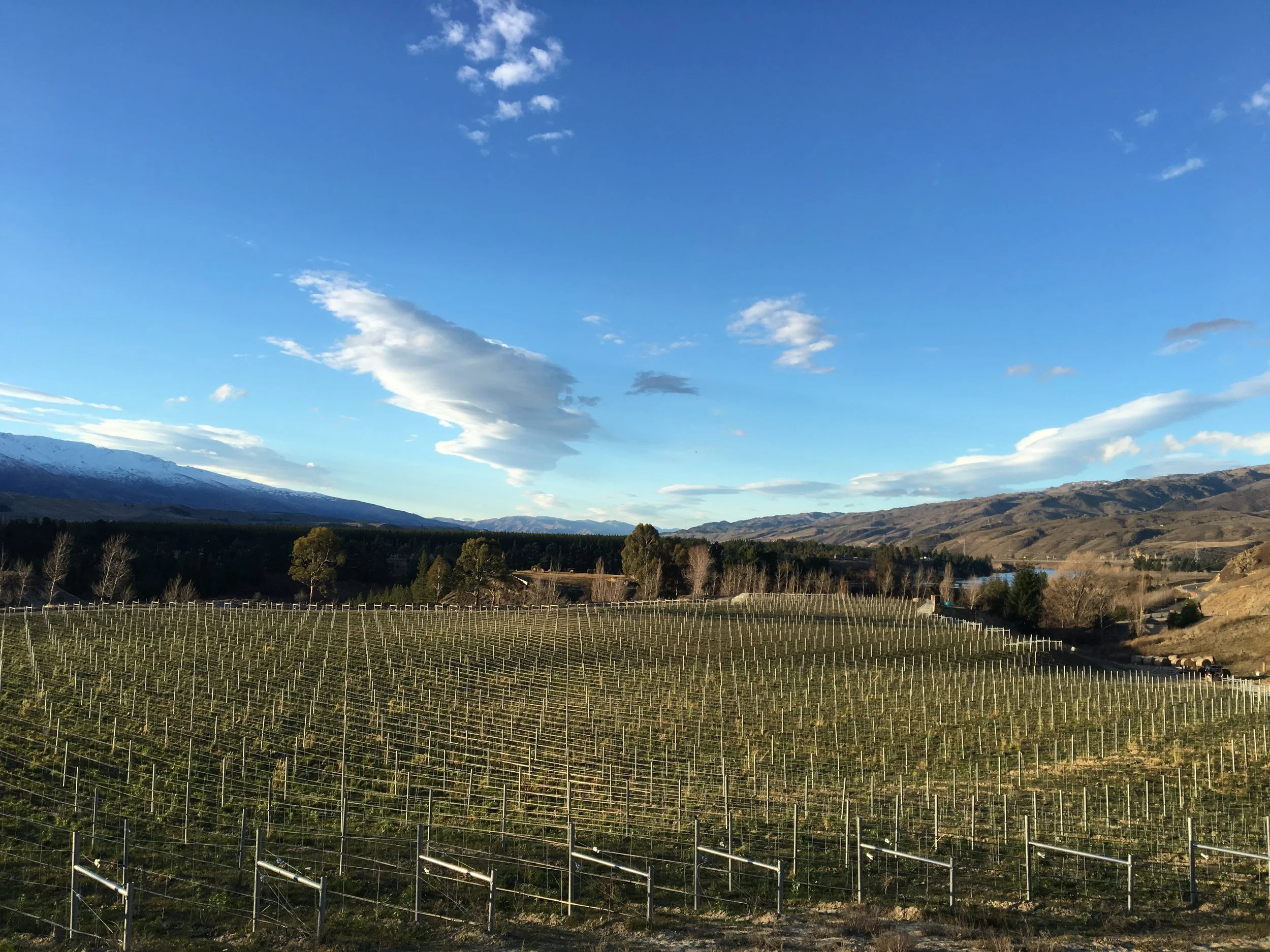 2017-08-11 16.57.18.jpg young vines winter 1.jpg