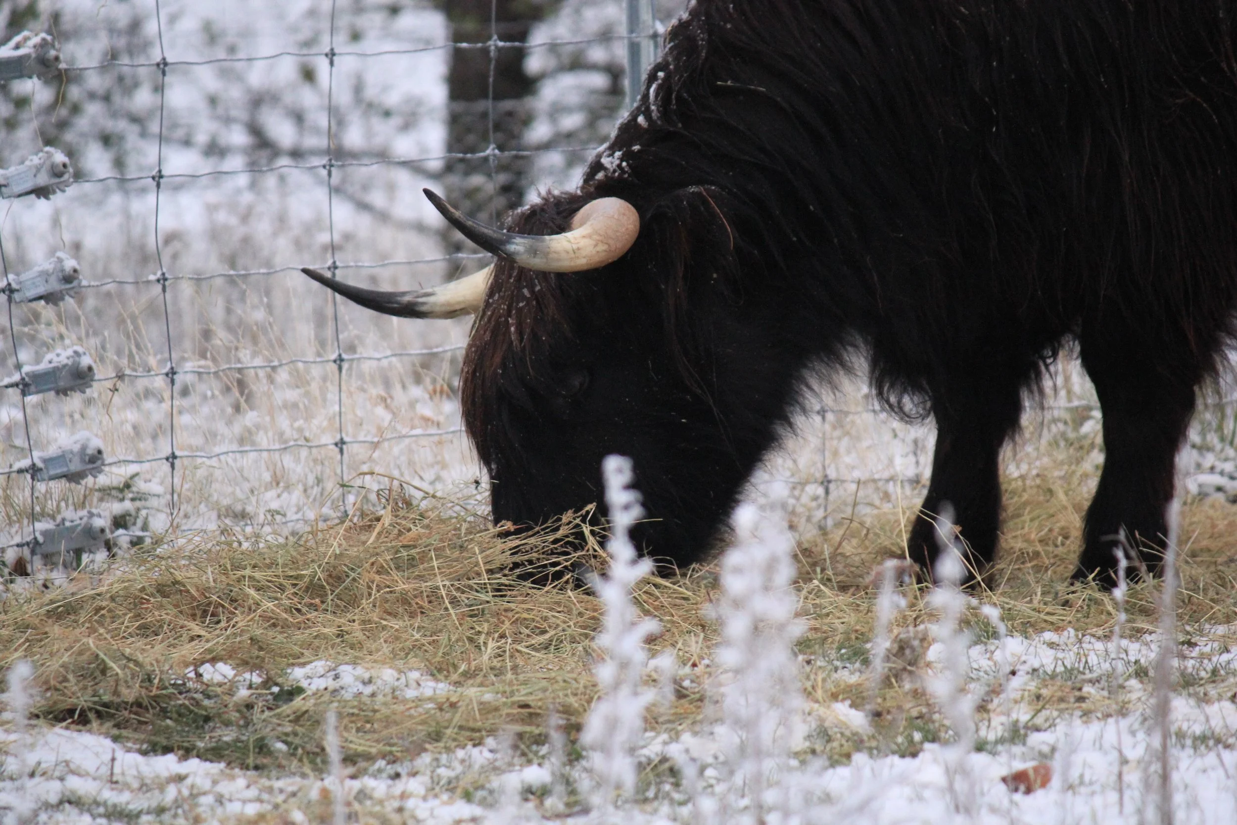 highland winter feed.jpg