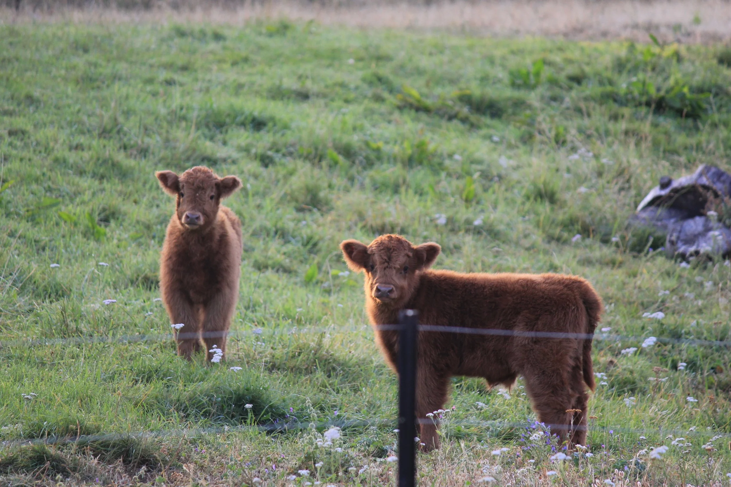calf.jpg