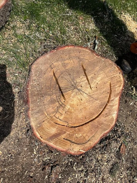 A tree trunk with a face drawn on it, featuring two vertical eyes and a wide curved smile.