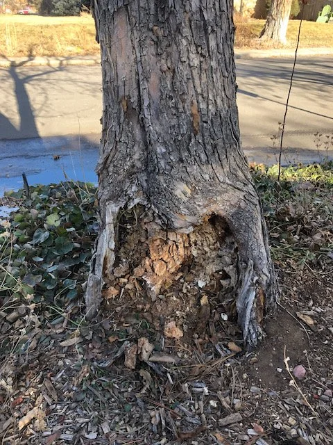 Tree with large hollow at base, surrounded by fallen leaves and small plants.
