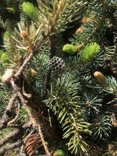 Close-up of a small, round, honeycomb-patterned wasp nest among green pine needles on a tree.