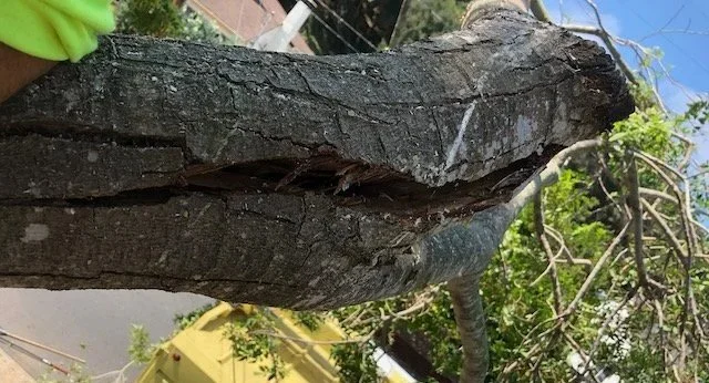 Close-up of a tree trunk with a large crack and broken branch, outdoors with green leaves and sky visible in the background.