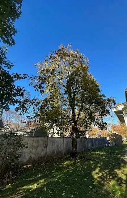Tall tree with sparse leaves in a backyard, with a wooden fence, houses, and a clear blue sky.