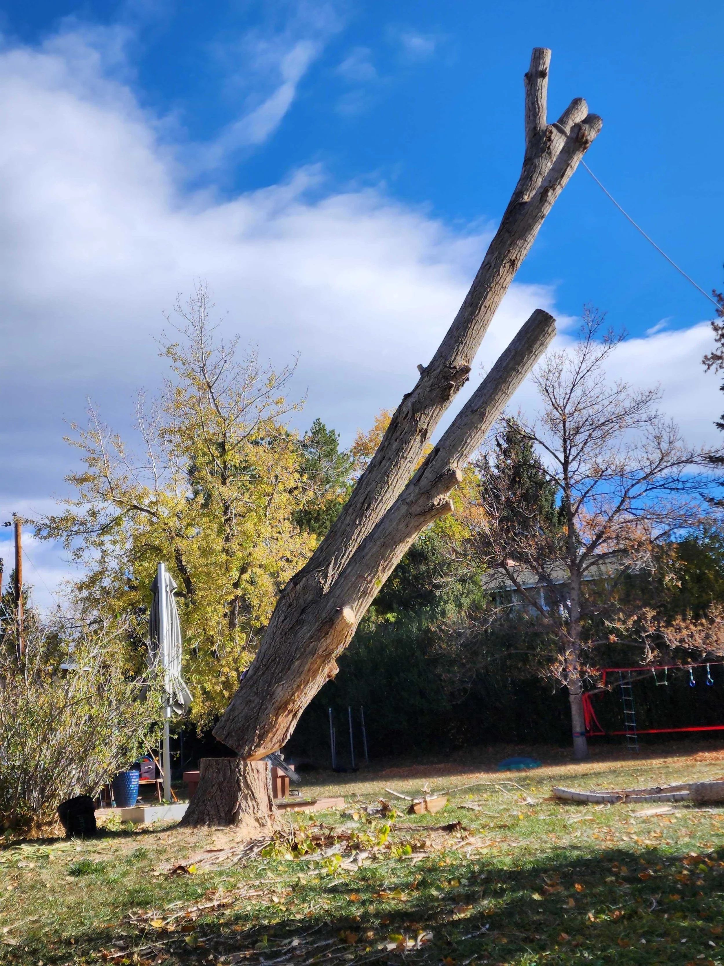 Tree. Removal