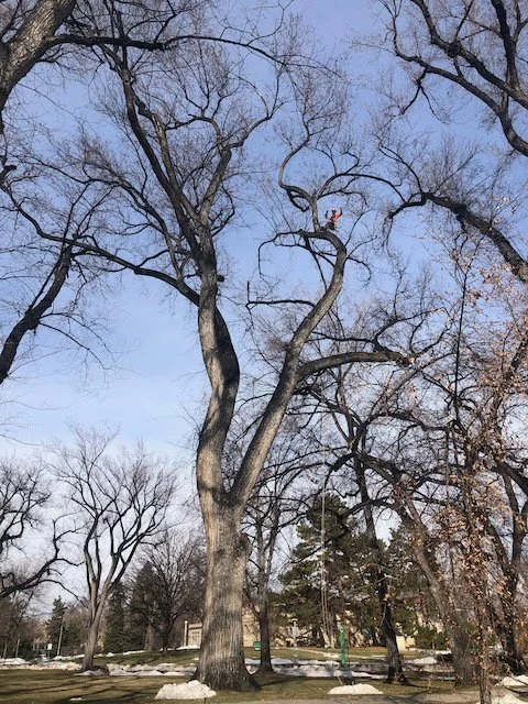 Large deciduous tree with bare branches in a park, with some snow on the ground and other trees in the background.