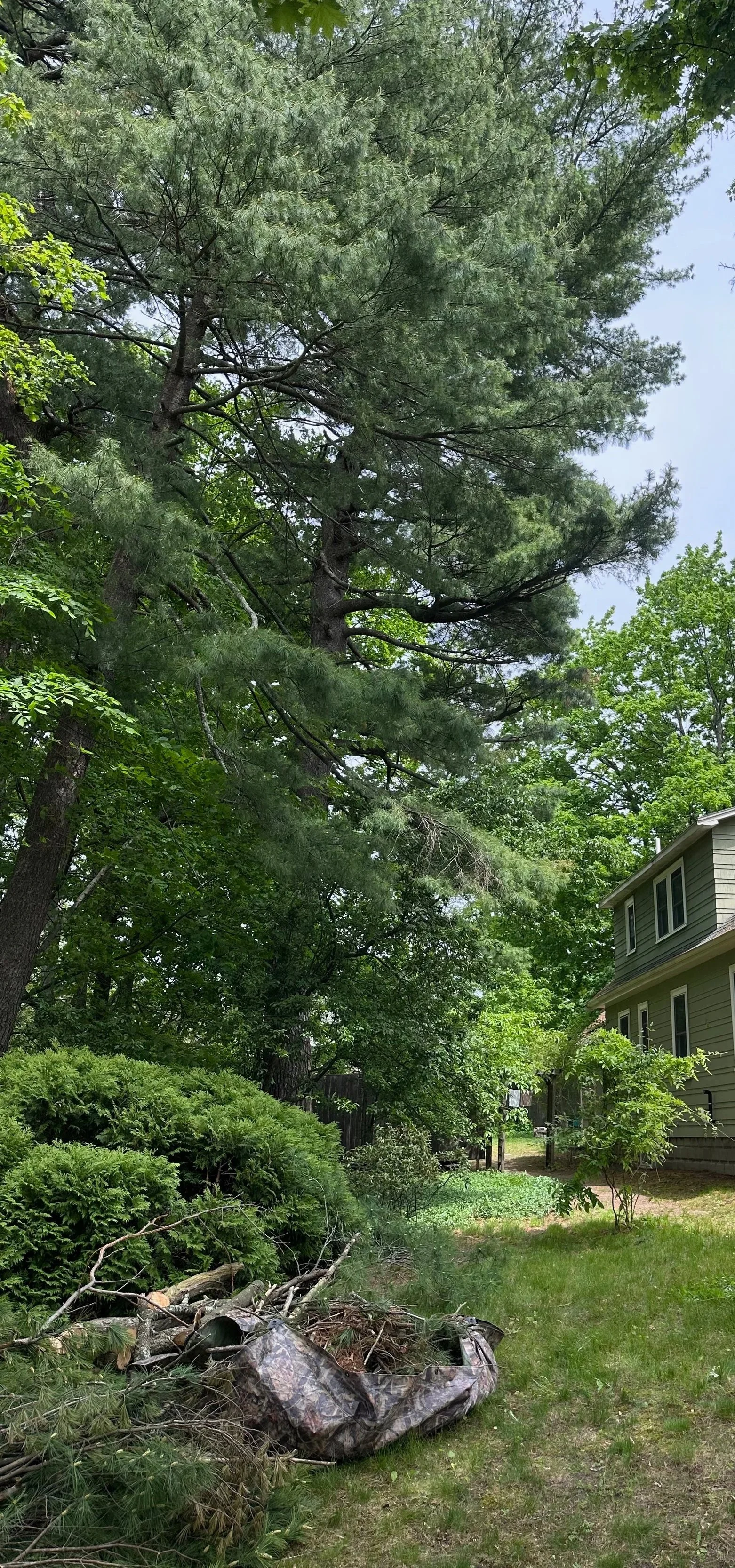 Yard with numerous trees and bushes, some fallen branches, and a tarp or bag on the grass near the bushes, with a house visible on the right side.