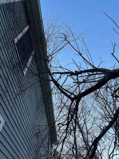 View of a leafless tree next to a house with gray siding and white trim, under a clear blue sky.