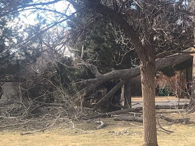 A fallen tree and broken branches in a yard next to a sidewalk, with some remaining tree limbs and twigs scattered on the ground.