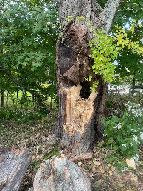 A tree trunk with a large, hollowed-out section and a missing top, surrounded by green leaves and other plants.