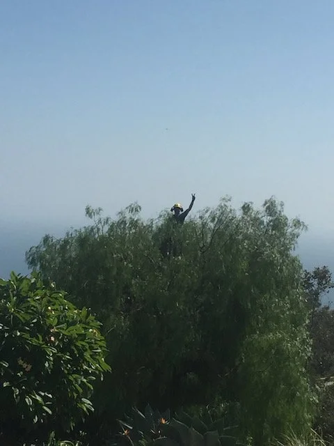 A person standing on top of a tall tree, reaching upward with one arm, under a clear blue sky.