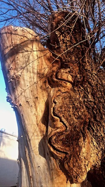 Close-up of a tree trunk with a prominent split, showing natural wood and bark textures.