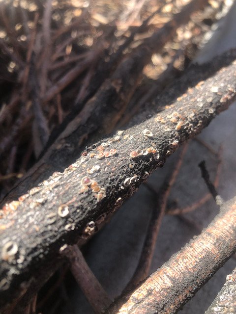Close-up of tree branches with small bugs or insects on the bark.