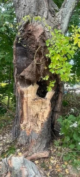 A damaged tree trunk with a large knot or cavity, surrounded by green leaves and foliage.