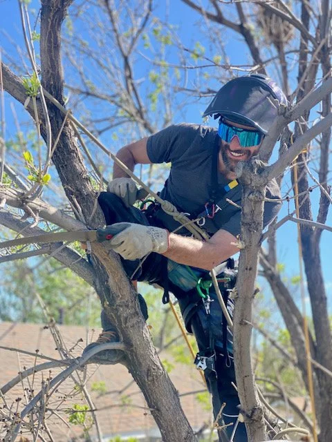 A man in safety gear climbing or trimming a tree with a harness and helmet, surrounded by branches and blue sky.