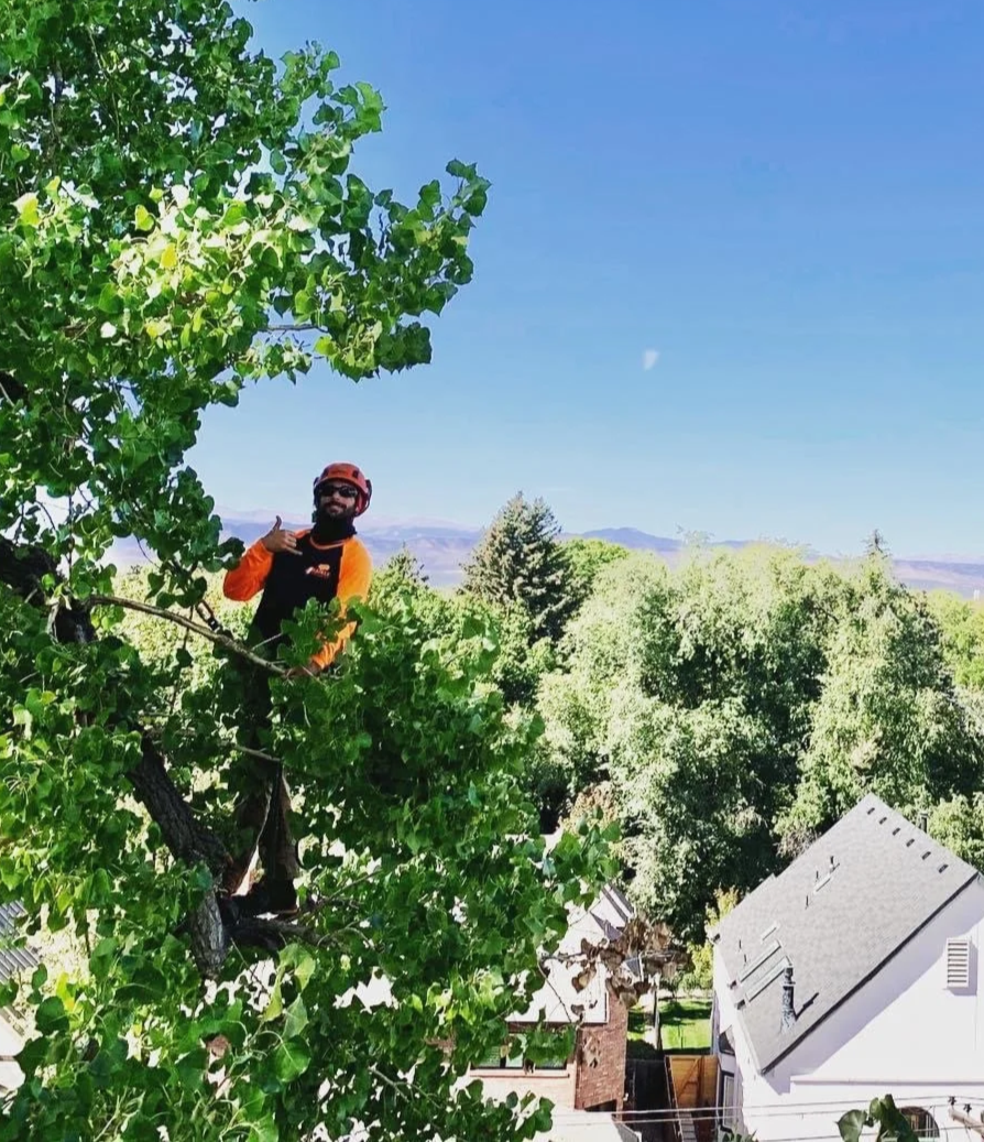 Tree Pruning