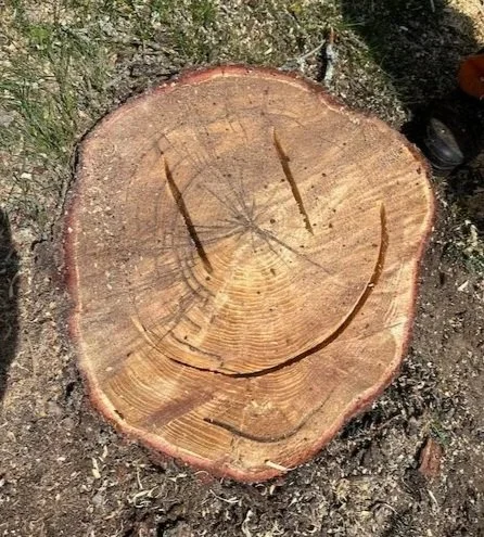 A tree stump with a smiley face carved into it, located outdoors on the ground.