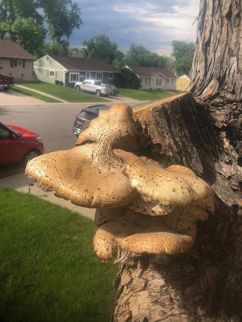 A large mushroom growing on the side of a tree trunk.