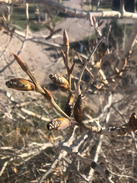 Close-up of budding tree branches with young buds and bark, outdoor setting
