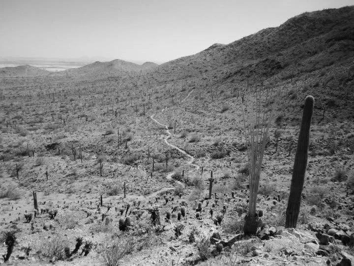 A black and white photo of a desert landscape with hills, cacti, and a winding trail through the terrain.