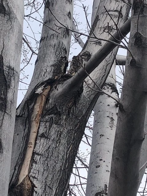 Close-up of tree trunks with peeling bark and a broken branch against a cloudy sky.