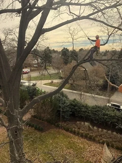 A child in an orange jacket and helmet on a tree swing hanging from a high branch of a large tree in a suburban neighborhood during daytime with cloudy sky.