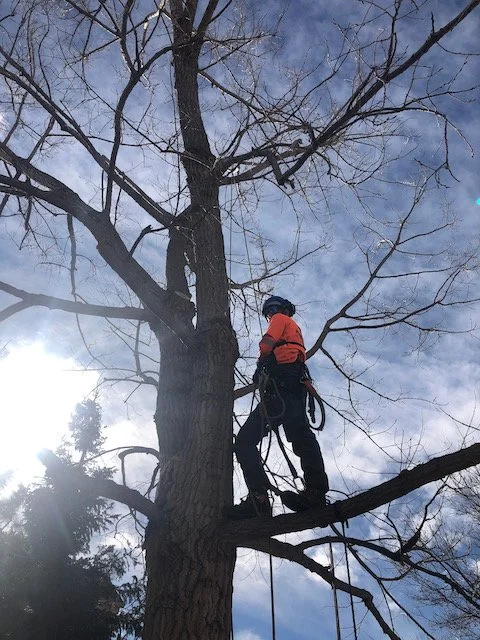 A person wearing a safety helmet and harness standing on a large tree branch against a cloudy sky.