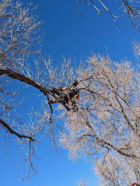 Tree branches covered in snow against a clear blue sky.