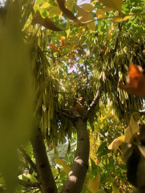 Close-up view of a tree with green leaves and branches, with sunlight filtering through the foliage.